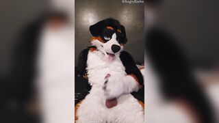 Elastrator Have fun with @AngryBarks Supreme Studs Get Neutered!